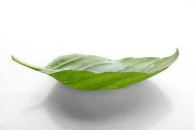 taze fesleğen yaprağı 