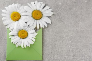 Papatya yeşil zarf içinde 