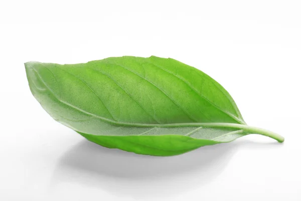 Fresh basil leaf — Stock Photo, Image