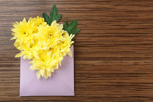 Žlutá chryzantéma v obálce — Stock fotografie