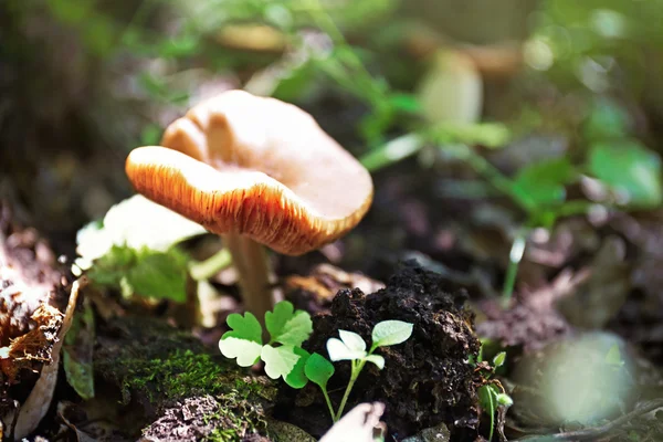 非食用蘑菇在森林里 — 图库照片