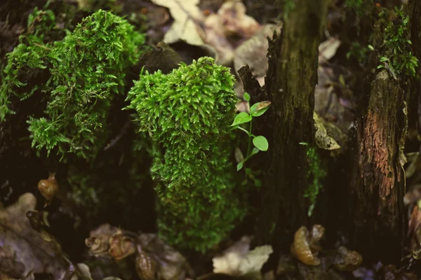 Souche d'arbre pourri — Photo