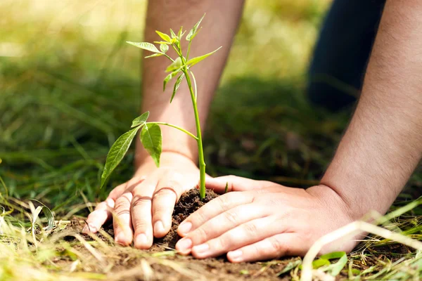 Man aanplant boom — Stockfoto