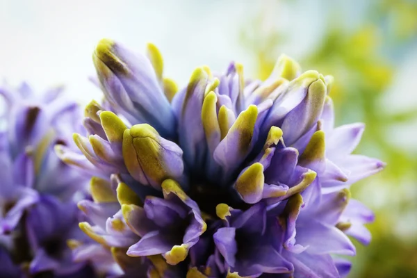 Blaue Hyazinthen blühen — Stockfoto