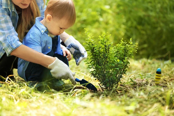 Niedlicher kleiner Junge pflanzt Baum — Stockfoto
