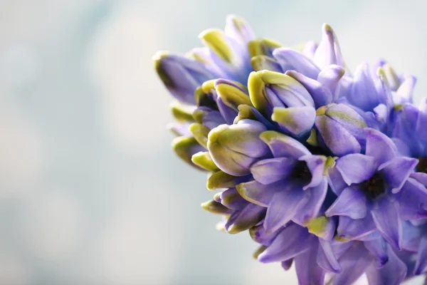 Modrý Hyacint květiny — Stock fotografie