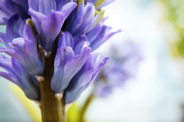 Flores de jacinto azul — Fotografia de Stock