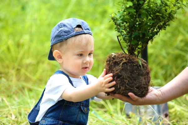 Niedlicher kleiner Junge pflanzt Baum — Stockfoto