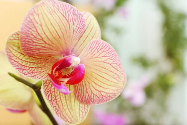 Orchidea gialla fiorente — Foto Stock