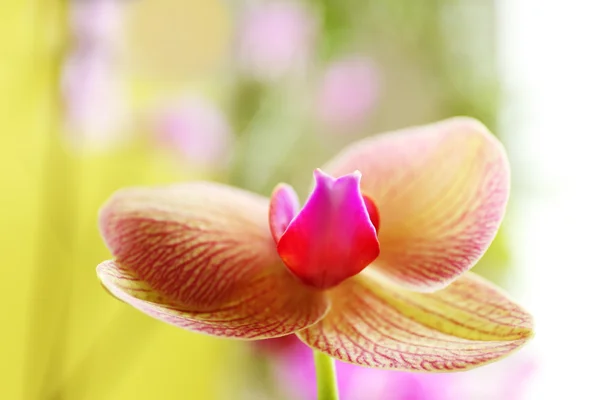 Orquídea tropical amarilla —  Fotos de Stock