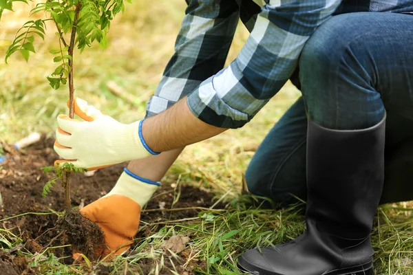 Man aanplant boom — Stockfoto