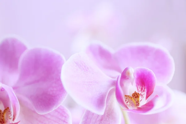 Krásná růžová orchidej — Stock fotografie