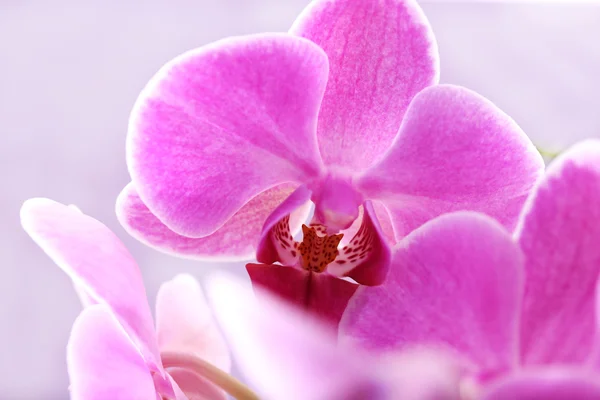 Hermosa orquídea rosa —  Fotos de Stock