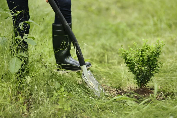 Vrouw aanplant boom — Stockfoto