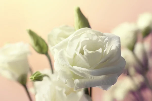 Witte Eustoma bloemen — Stockfoto