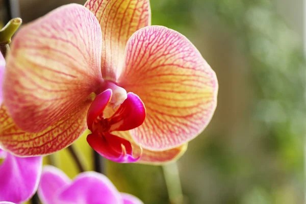 Orquídea amarela em verde — Fotografia de Stock