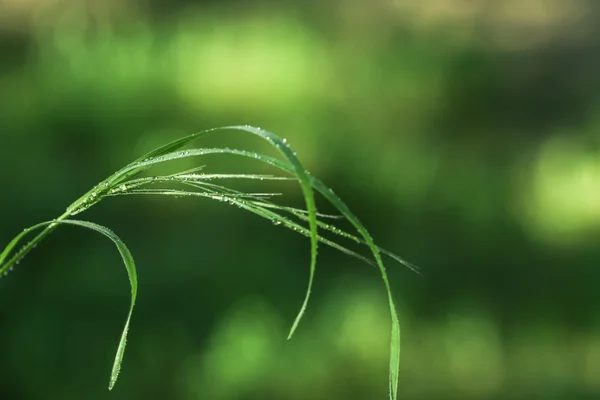 Красивая мокрая трава — стоковое фото