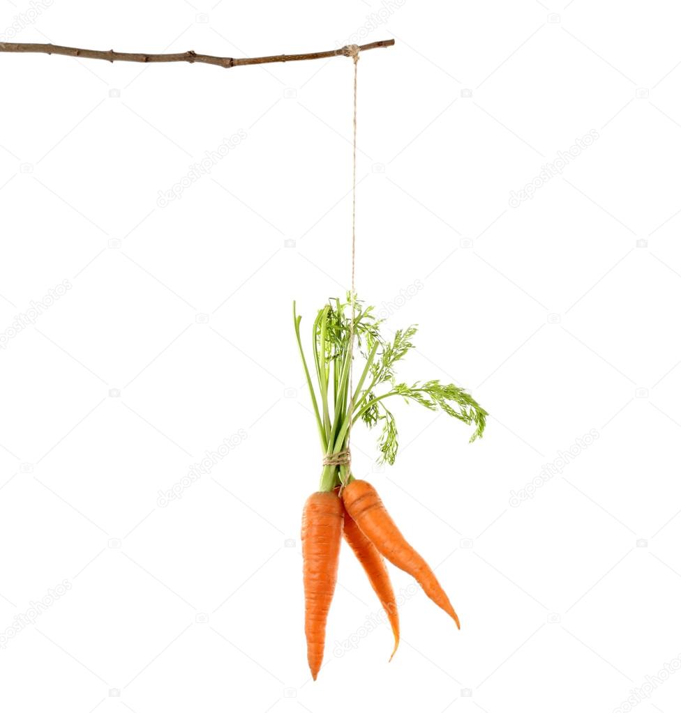 Hanging Carrots Hanging Carrots