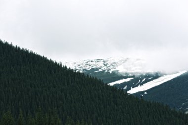 Bahar orman dağ yamaçlarında