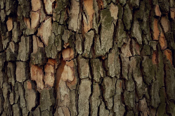 Corteza de árbol natural —  Fotos de Stock