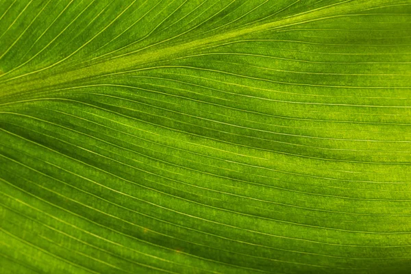 Frisches grünes Blatt — Stockfoto