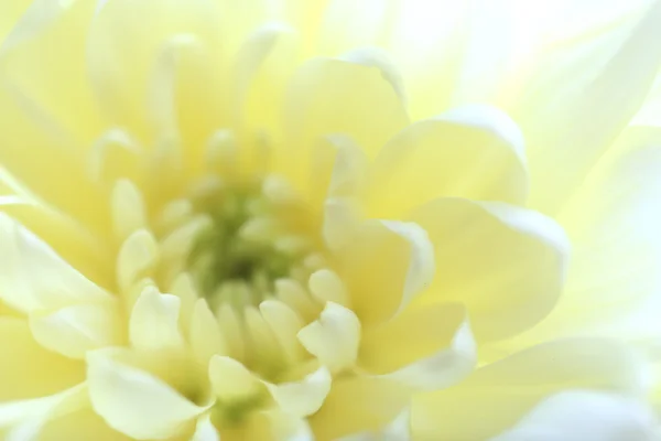 Hermoso crisantemo beige —  Fotos de Stock
