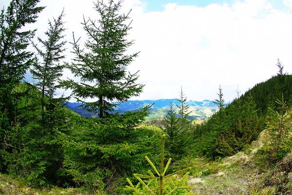 Floresta de primavera em encostas de montanha — Fotografia de Stock