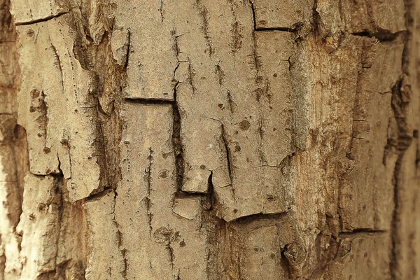 Naturlig træbark - Stock-foto