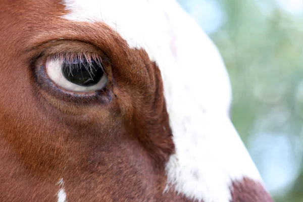 Egy tehén, szeme közelről — Stock Fotó