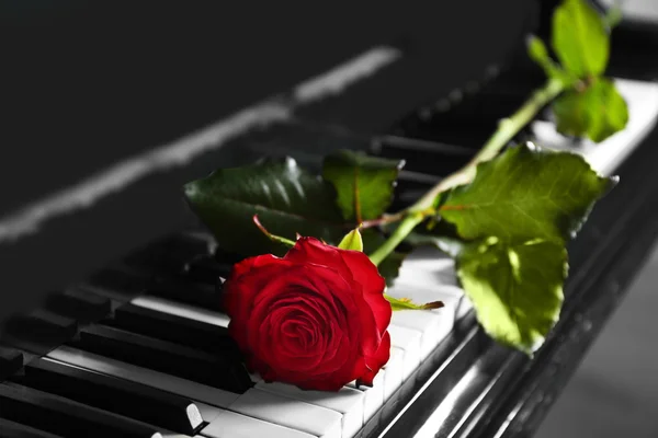 Bella rosa rossa sui tasti del pianoforte, da vicino — Foto Stock