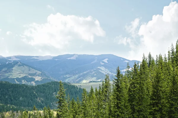 Bosco primaverile sui pendii montani — Foto Stock