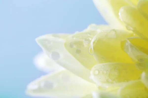 Beautiful beige chrysanthemum — Stock Photo, Image