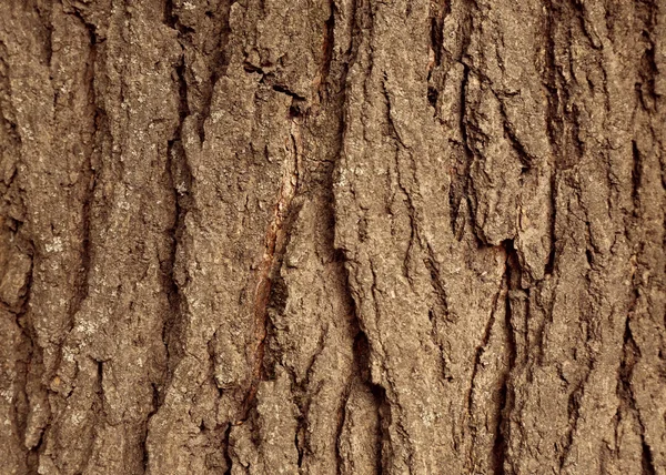 Natuurlijke boomschors — Stockfoto