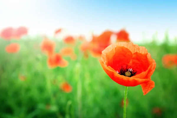 Hermoso paisaje con amapolas rojas salvajes —  Fotos de Stock