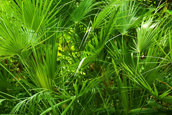 Palma no jardim botânico — Fotografia de Stock