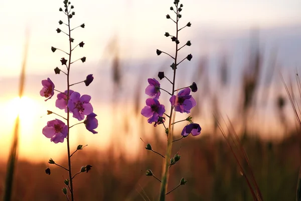 Meadow purple flower — Stock Photo, Image