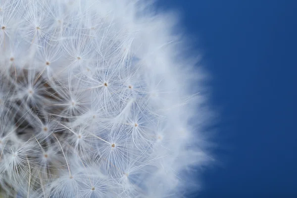 Dandelion seed head — Stock Photo, Image