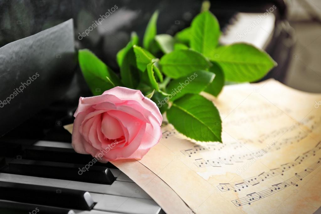 Pink rose on piano keys, close up — Stock Photo © belchonock 117011828