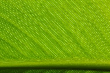 Yeşil yaprak, makro görünümü