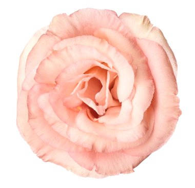 güzel eustoma çiçek 