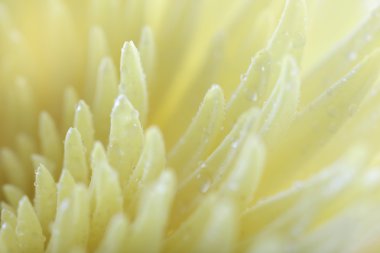 güzel bej krizantem