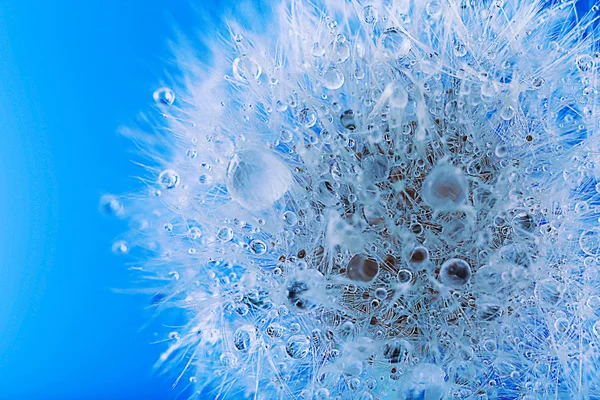 Dandelion seed head — Stock Photo, Image