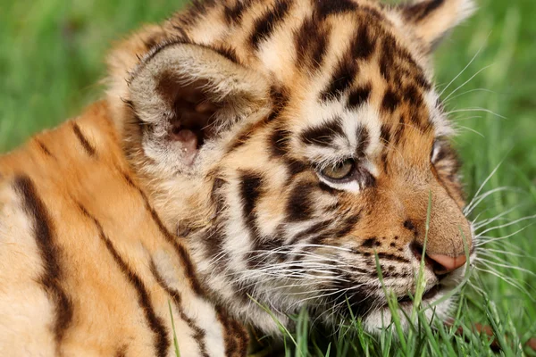 Baby tiger lying on grass — Stock Photo, Image