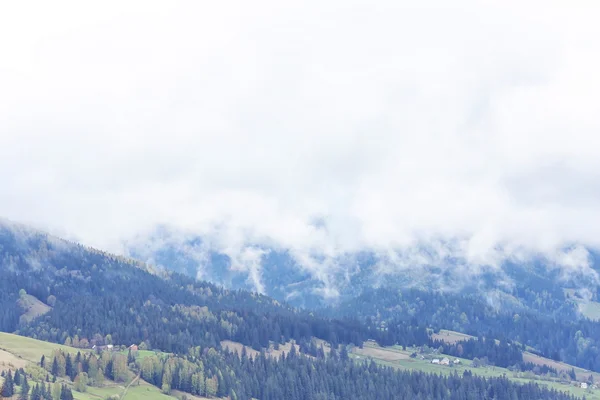 Foresta estiva sui pendii montani — Foto Stock