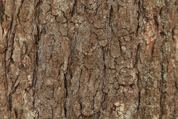 Casca de árvore natural — Fotografia de Stock