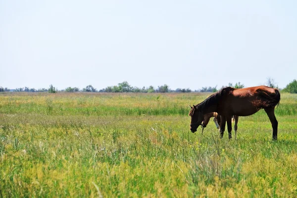 Little foal and mare grazing — Stock Photo, Image