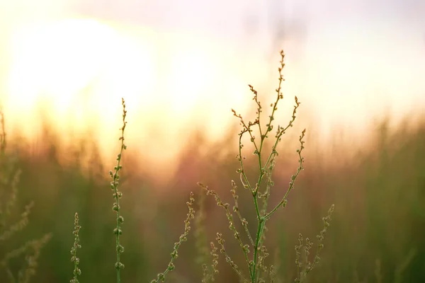 Divoké louce tráva — Stock fotografie