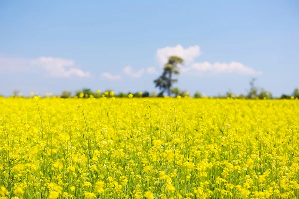 Beautiful raps meadow — Stock Photo, Image