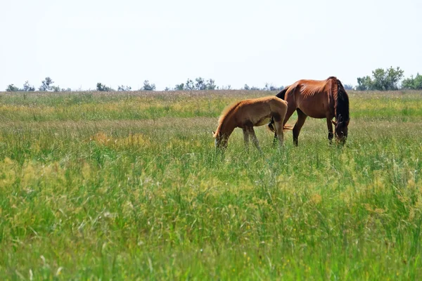 Little foal and mare grazing — Stock Photo, Image