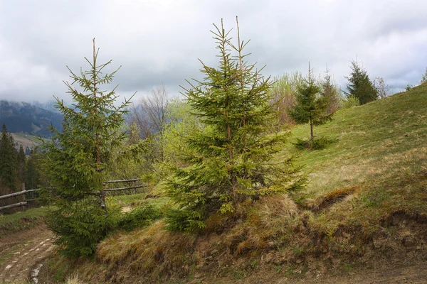 Sommerwald an Berghängen — Stockfoto